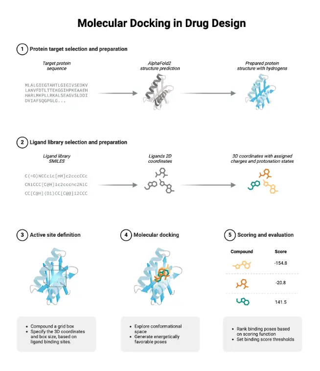 This figure template "Molecular Docking in Drug Design" is assembled using dynamic BioRender assets (icons, lines, shapes and/or text) and is fully editable.