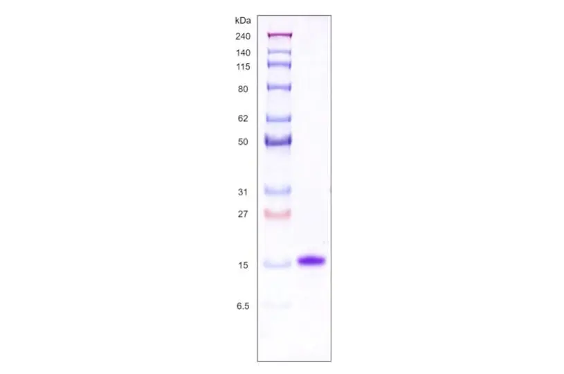 [MC01-050] Recombinant Human Galectin 1, His Tag -50 ug